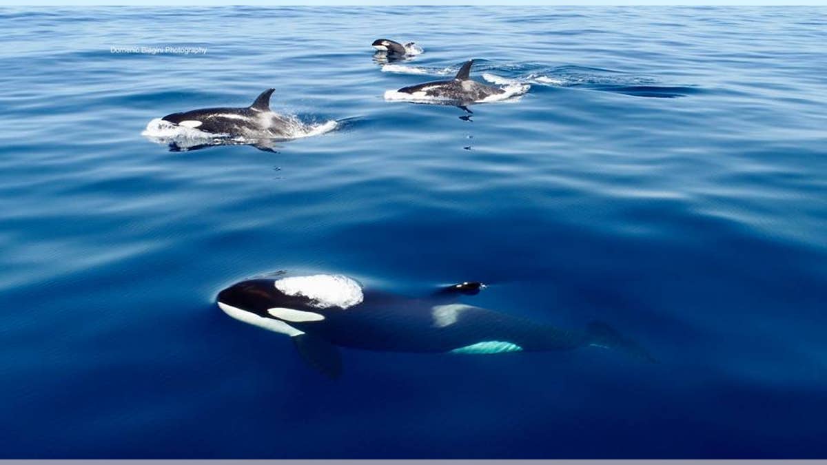 killer whales 4