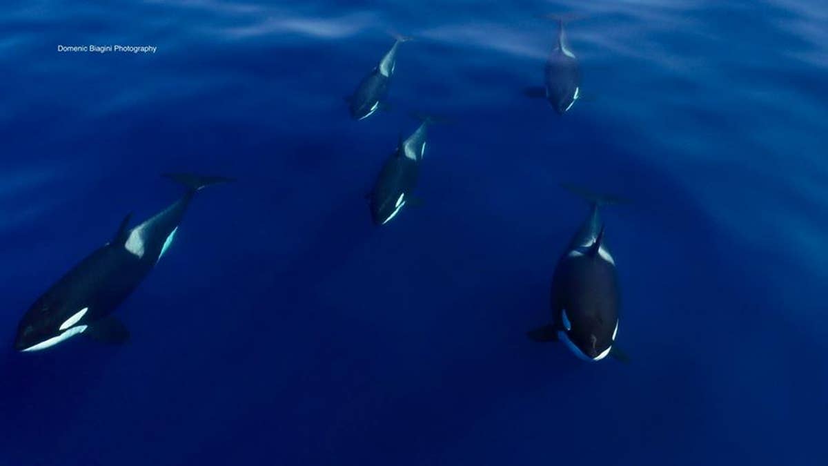 killer whales 2