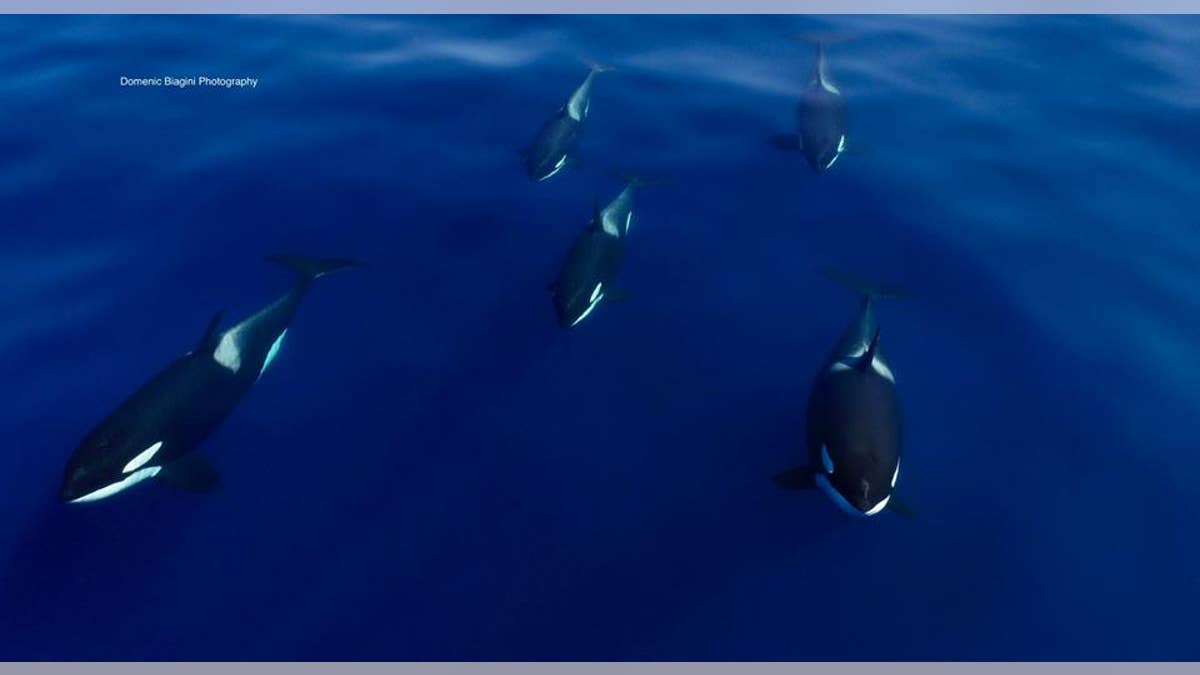 killer whales 2