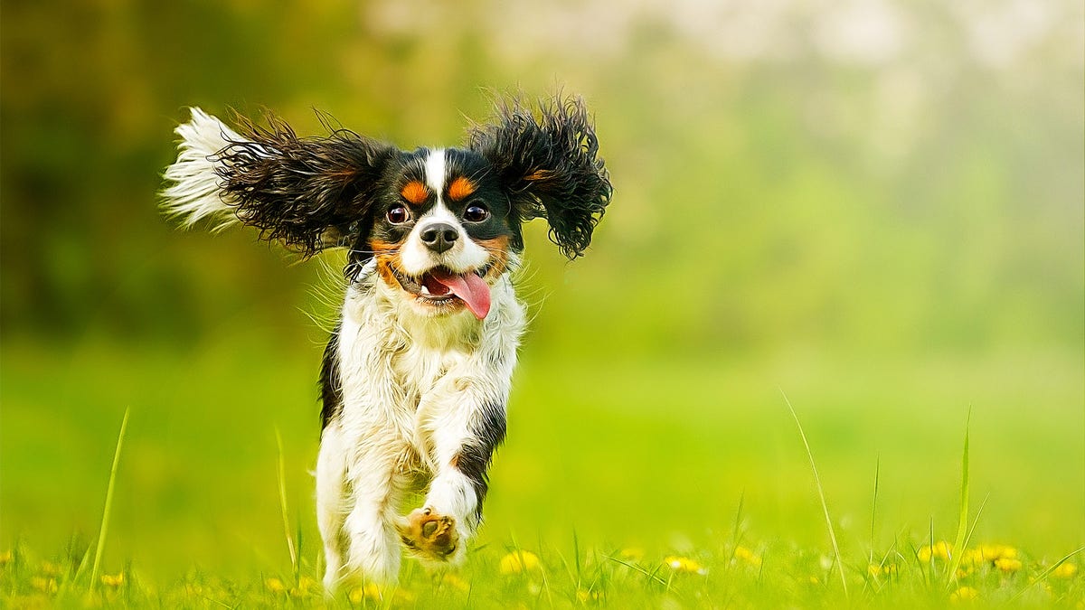 fun and beautiful cavalier king charles spaniel dog running in summer nature dog trick