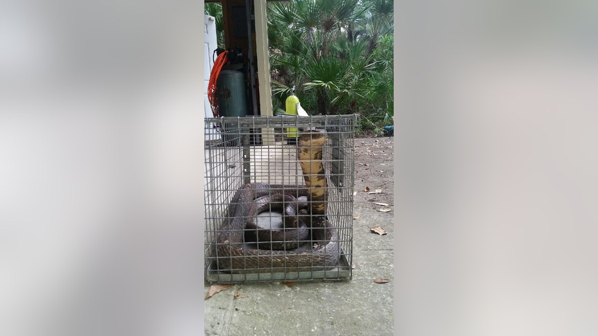 Missing king cobra found behind woman's dryer in Ocoee