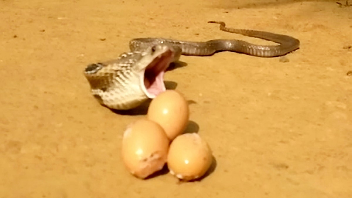 WARNING, GRAPHIC IMAGES: Greedy Snake Tries To Eat 8 Chicken Eggs At ...