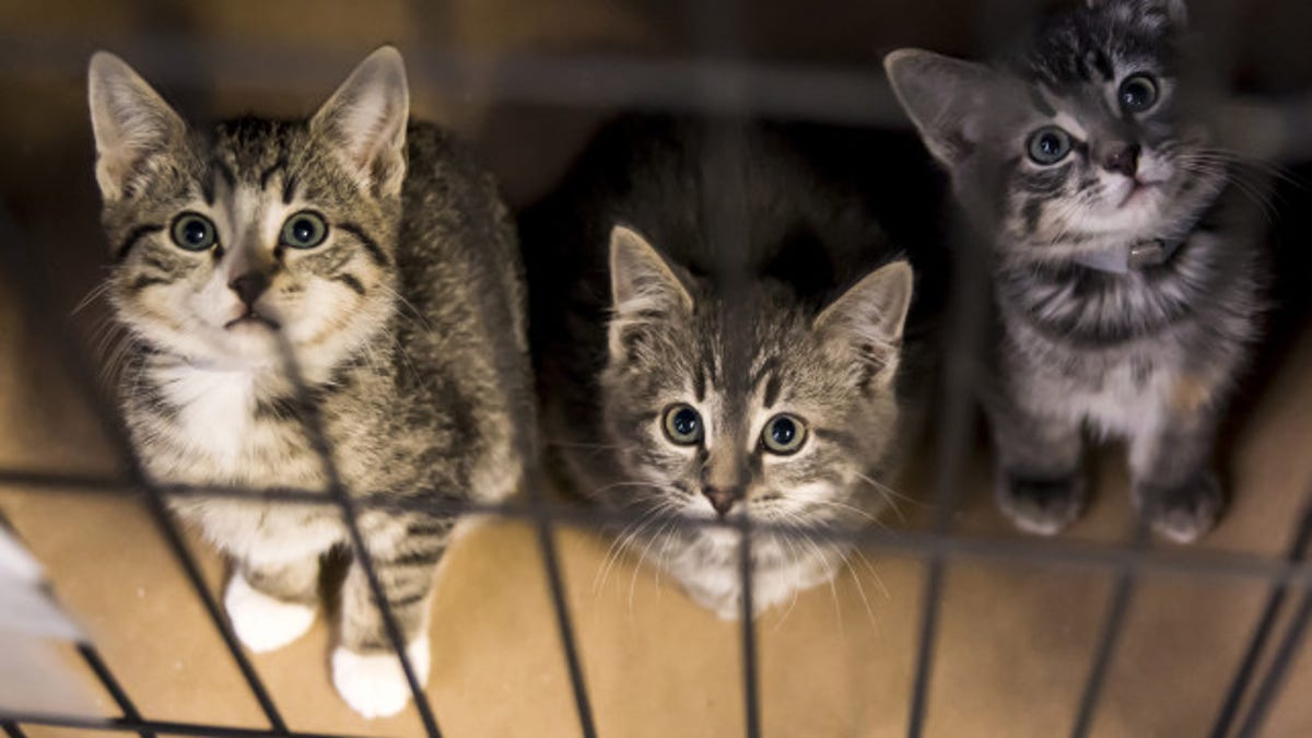 kittens_quarantined