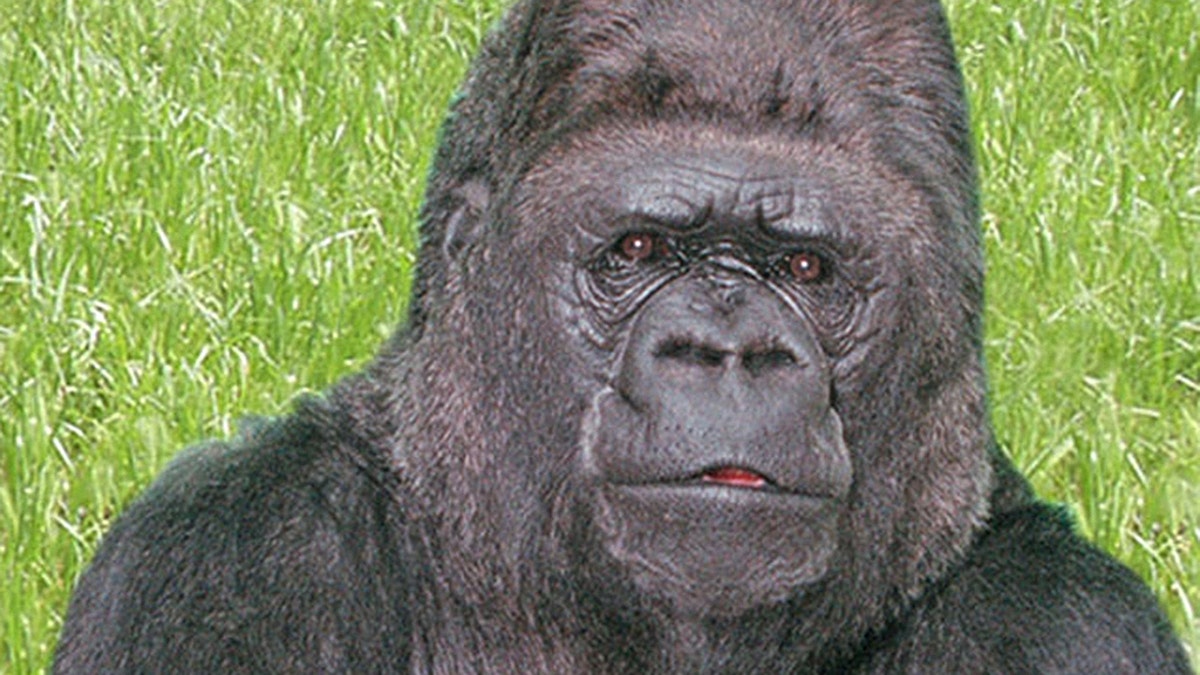 koko_gorilla foundation