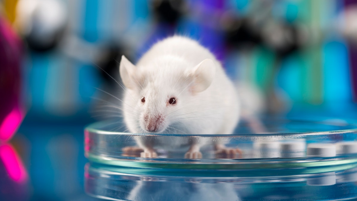 lab mice istock