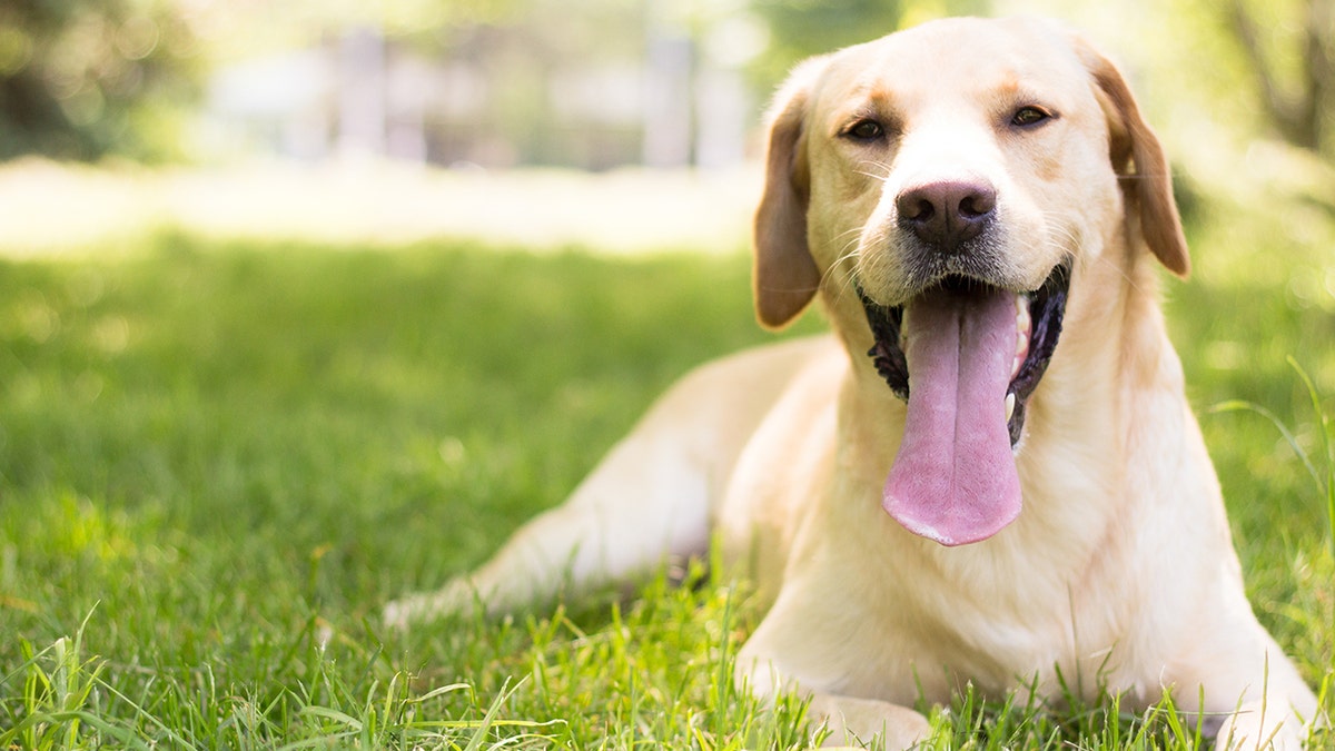 lab dog istock