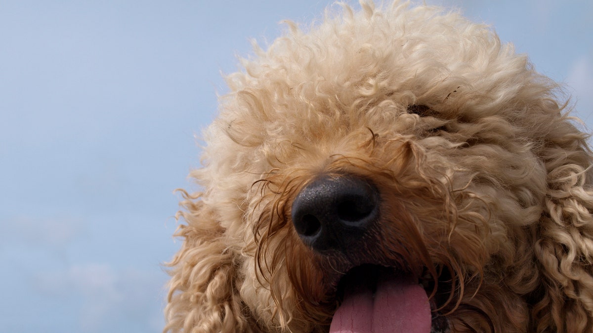 File photo - Labradoodle dog with tongue hanging out. (Photo By: Education Images/UIG via Getty Images)