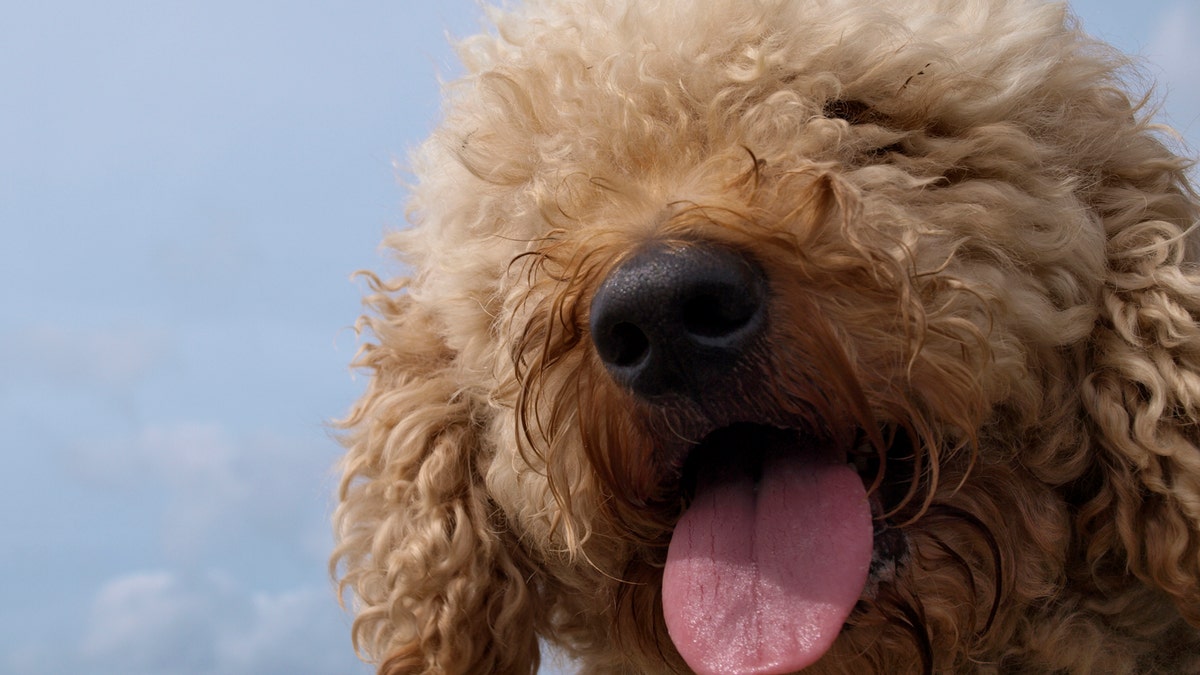 LabradoodleGetty2014