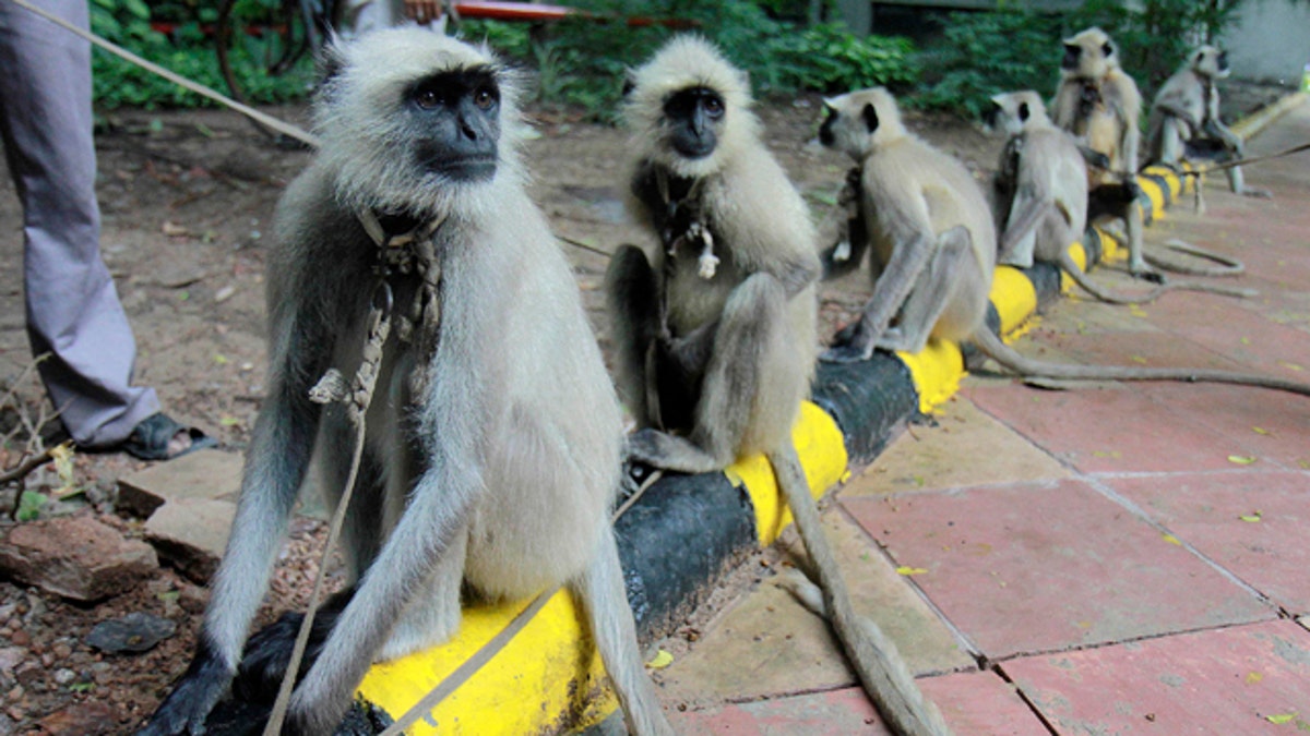 Delhi's Monkey Problem