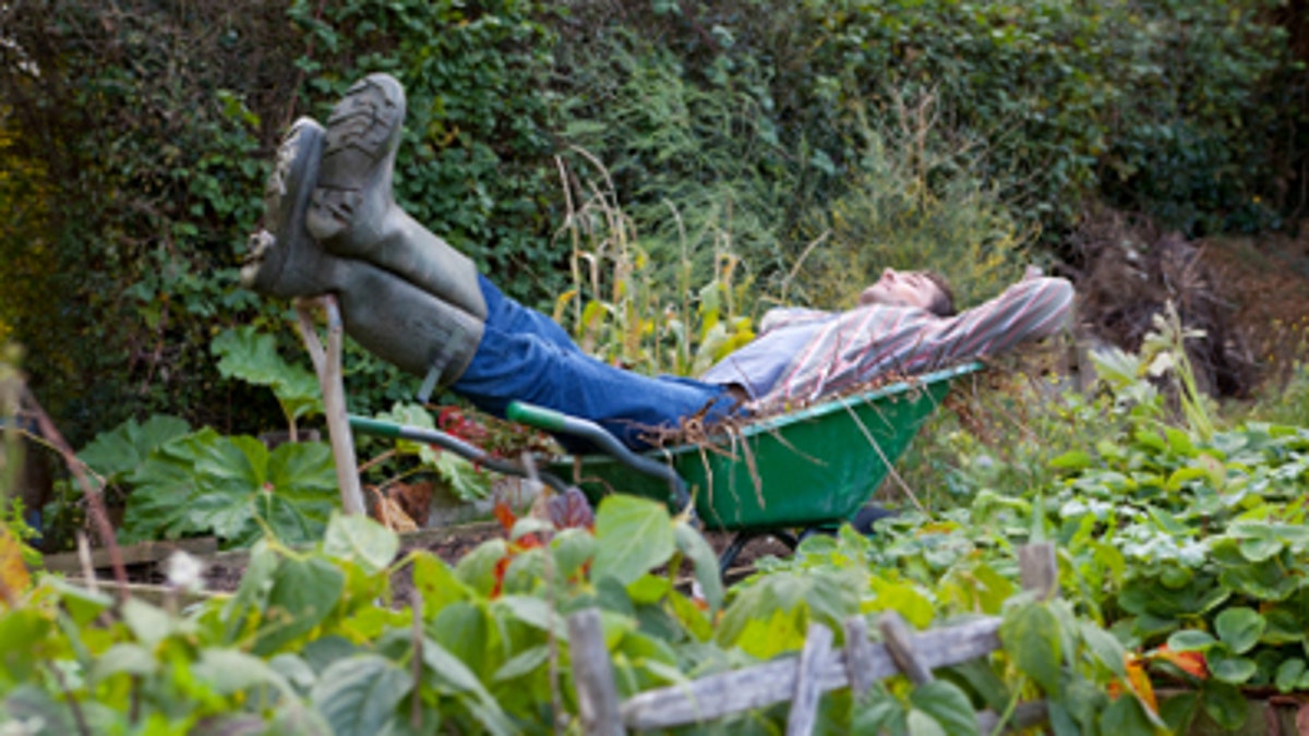 Lazy Gardener Sleeping in Wheelbarrow