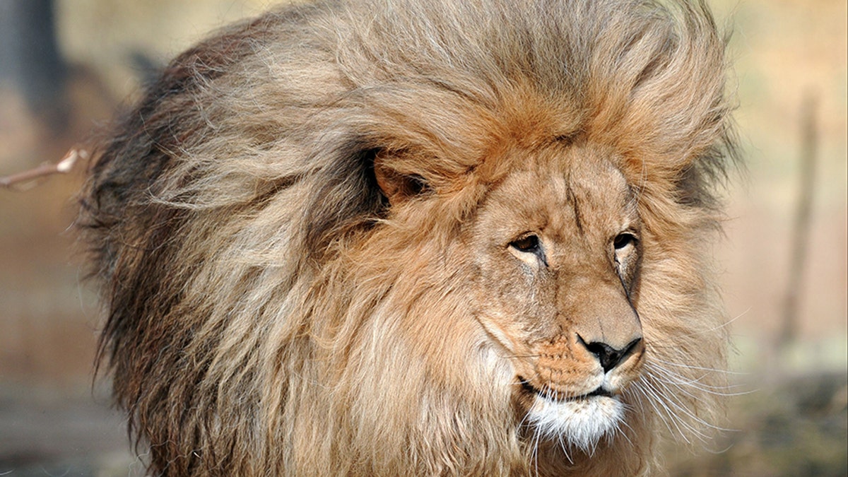 leo the lion1_rex_shutterstock