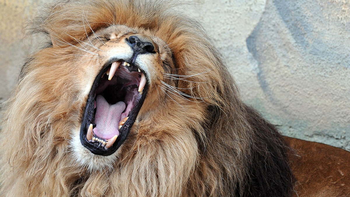 leo the lion2_rex_shutterstock