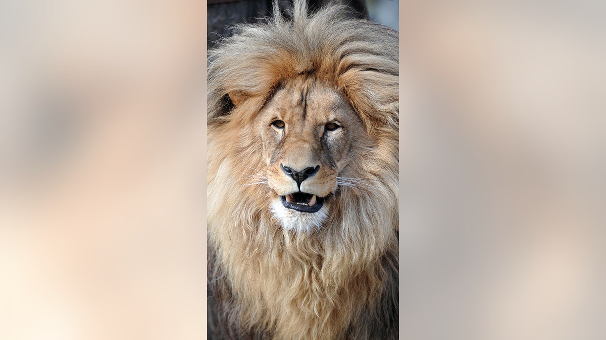 leo the lion3_rex_shutterstock