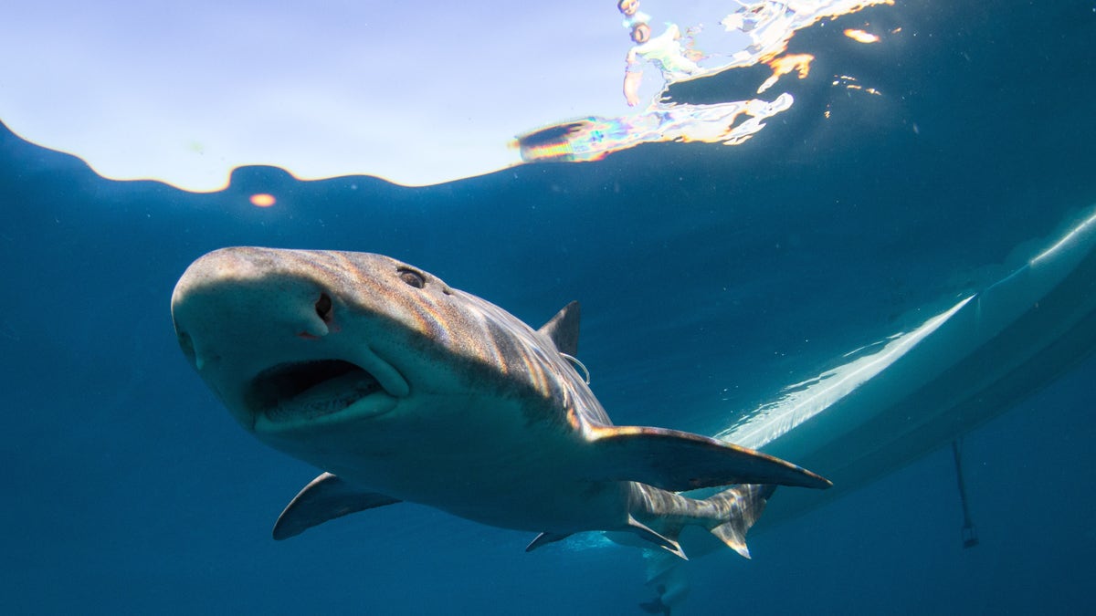 leopard shark3