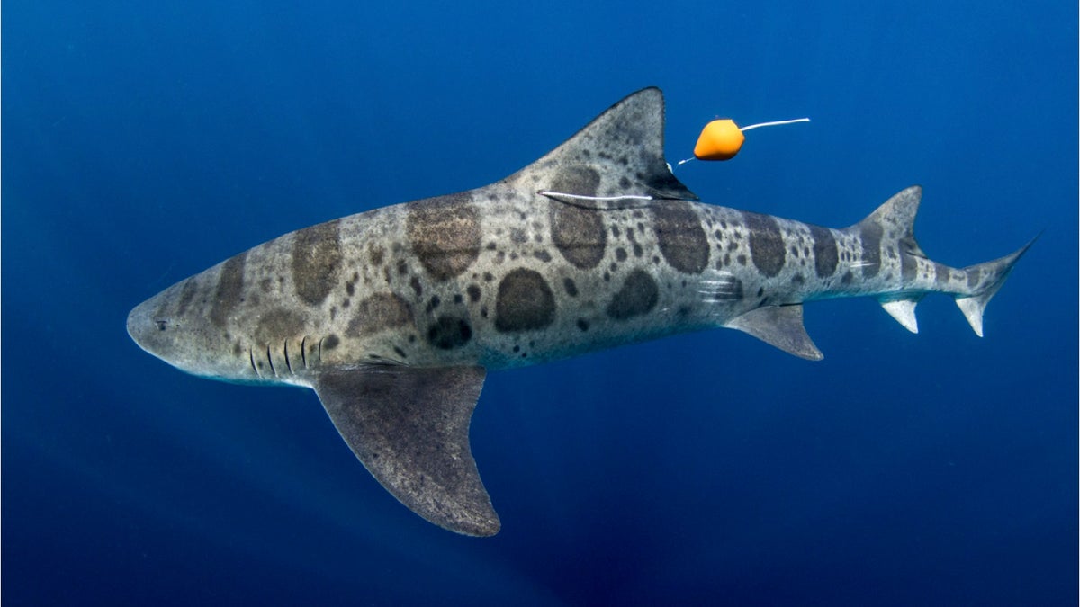 leopard shark