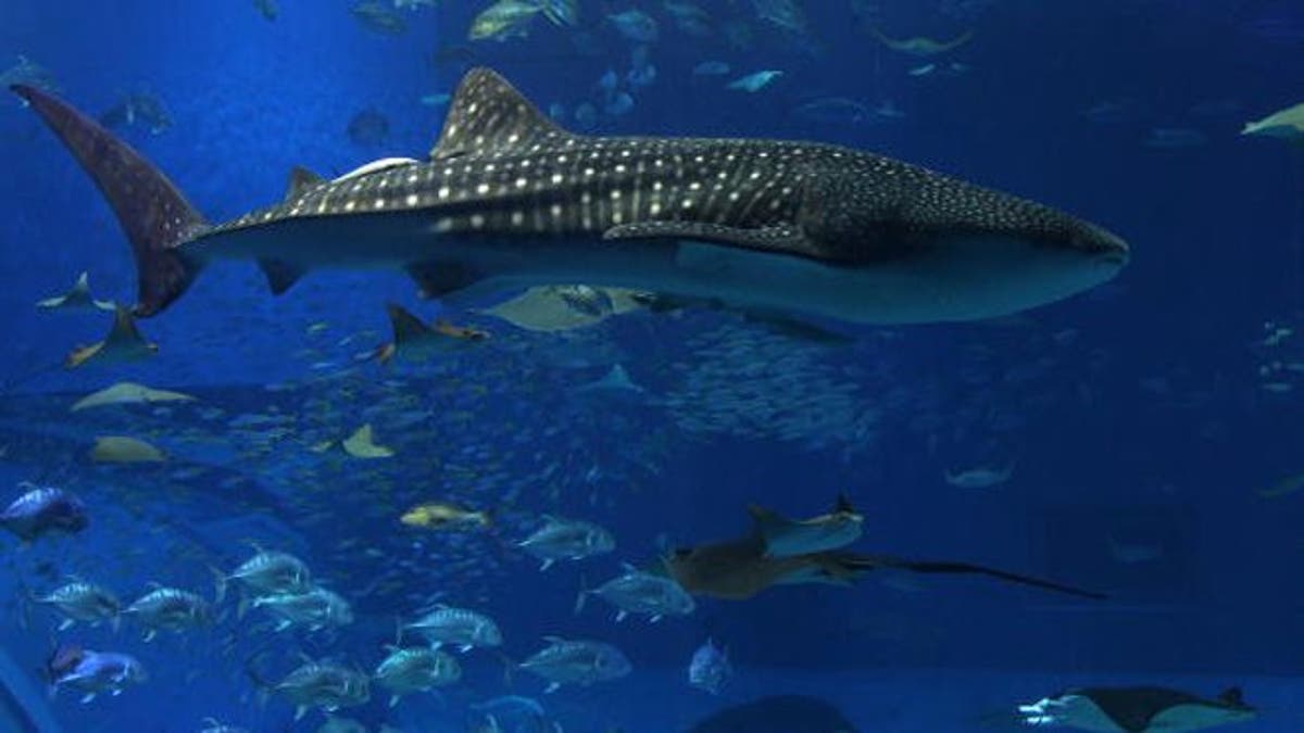 MOTOBU, JAPAN - FEBRUARY 26:  Visitors watch whale Sharks swim in a worlds' largest tank with its front panel size of 8.2 metre x 22.5 metre at the Okinawa Churaumi Aquarium on February 26, 2010 in Motobu, Okinawa, Japan. Japan's most popular aquarium attracts more than 2.5 million visitors per year.  (Photo by Koichi Kamoshida/Getty Images)