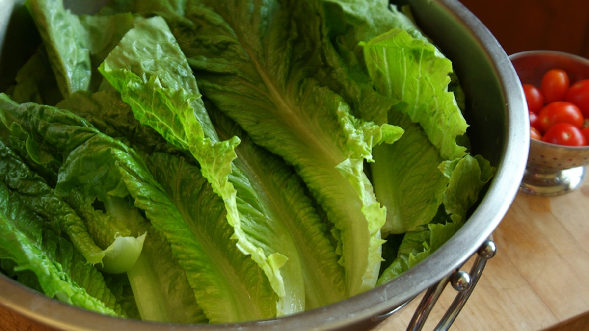 Horizontal image of romaine lettuce freshly washed and placed in a large stainless steel bowl. A small colander of cherry tomatoes is in the background. The image has shallow depth of field, the focus is on the center of the image.