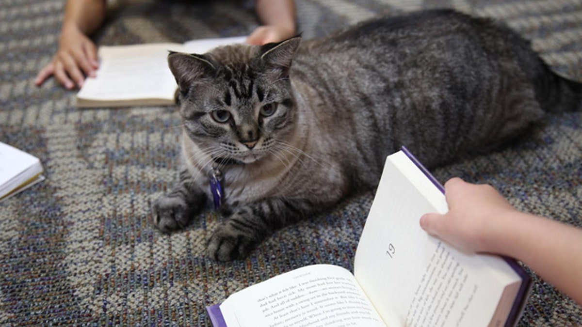 librarycat