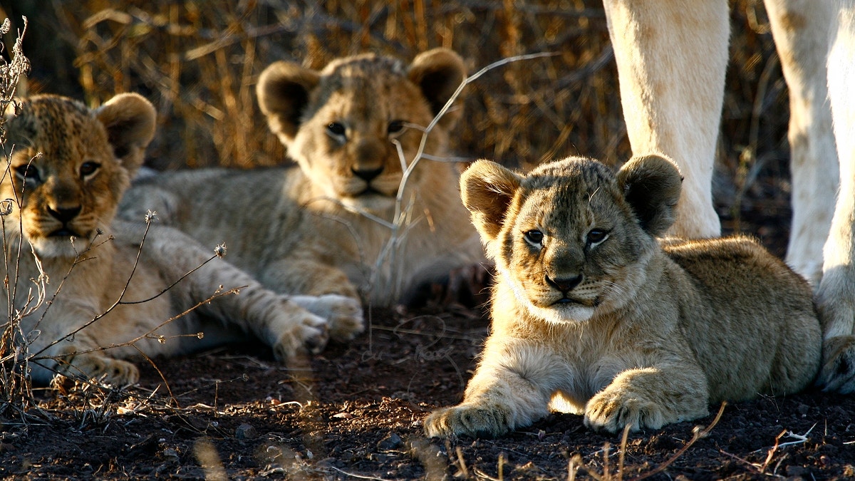 lions1