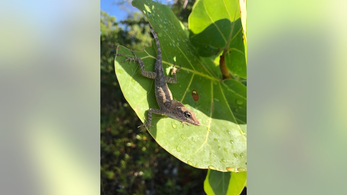 lizard leaf blower 2