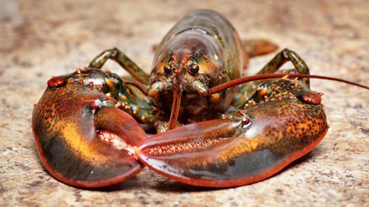 lobster istock