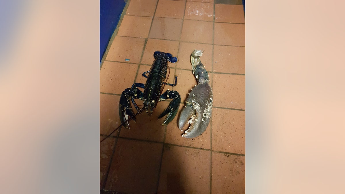 LobsterWales4