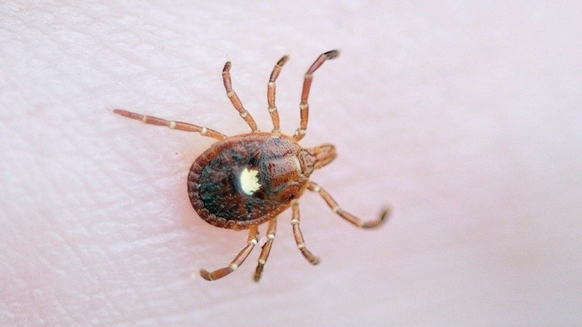 lone star tick istock