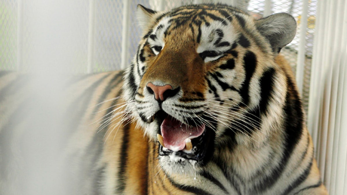 LSU tiger mascot