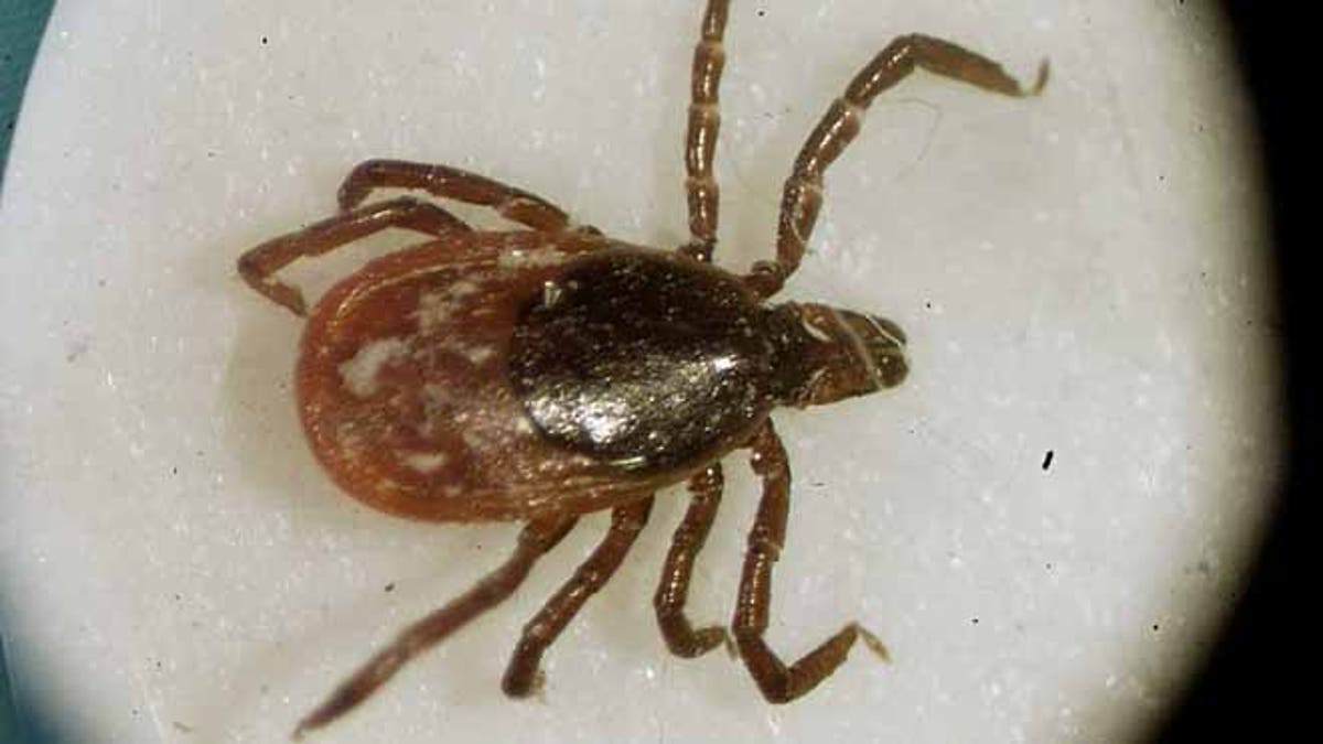 Lyme Disease-Medical Debate