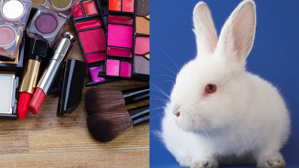 makeup rabbit istock