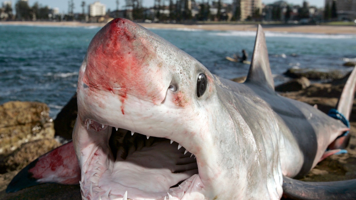 Fishermen reel in 'rare' 10-foot shark off Florida coast