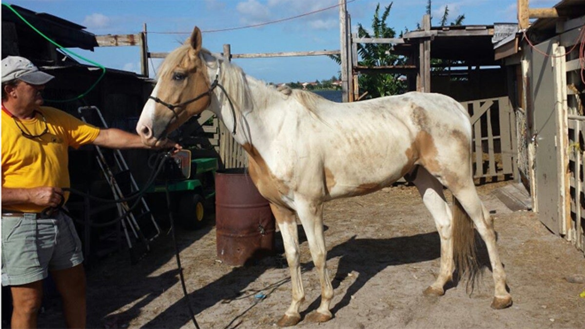 Pin on B. S Horses, Horses and dogs, Horse care