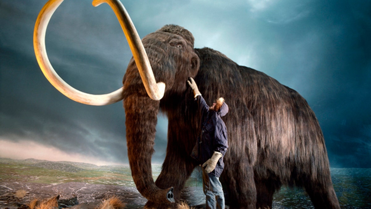 廃盤　新品　 マンモス Viggo Mammoth レア Woolly mammoths had a horrible and miserable end, study says | Fox