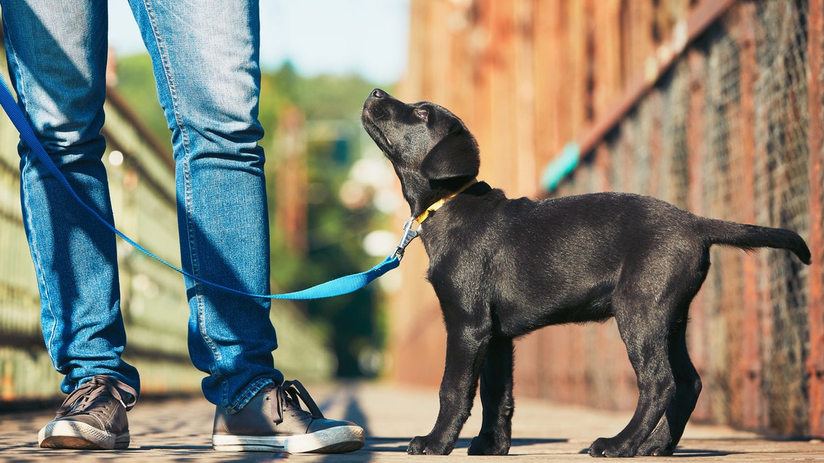 Morning walk with dog (black labrador retriever). Young man is training his puppy walking on the leash.