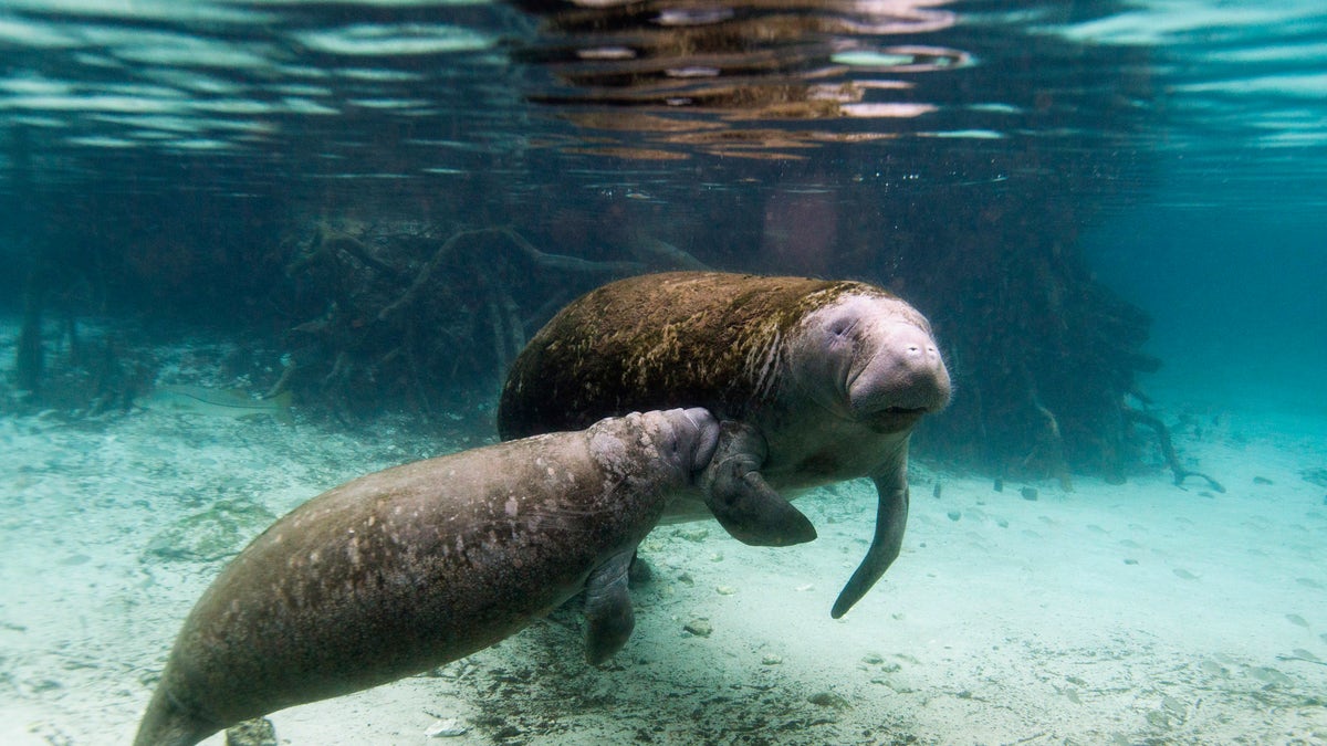 A manatee calf nurses from its mother inside of the Three Sisters Springs in Crystal River, Florida January 15, 2015. On winter days, Florida manatees flock by the hundreds to the balmy waters of Three Sisters Springs, drawing crowds of snorkelers and kayakers to the U.S. sanctuary, where people may swim with the endangered species. But as tolerant as the gentle, whiskered sea giants can be of the accidental kicks and splashes of delighted tourists, wild life regulators want to ban most canoes and paddle boards and create people-free zones to protect the wintering "sea cow." Proposed limitations for this winter are awaiting approval by the U.S. Fish and Wildlife Service. Picture taken January 15, 2015. To match Feature USA-FLORIDA/MANATEE REUTERS/Scott Audette (UNITED STATES - Tags: SCIENCE TECHNOLOGY ANIMALS SOCIETY ENVIRONMENT TRAVEL) - RTR4MAV2