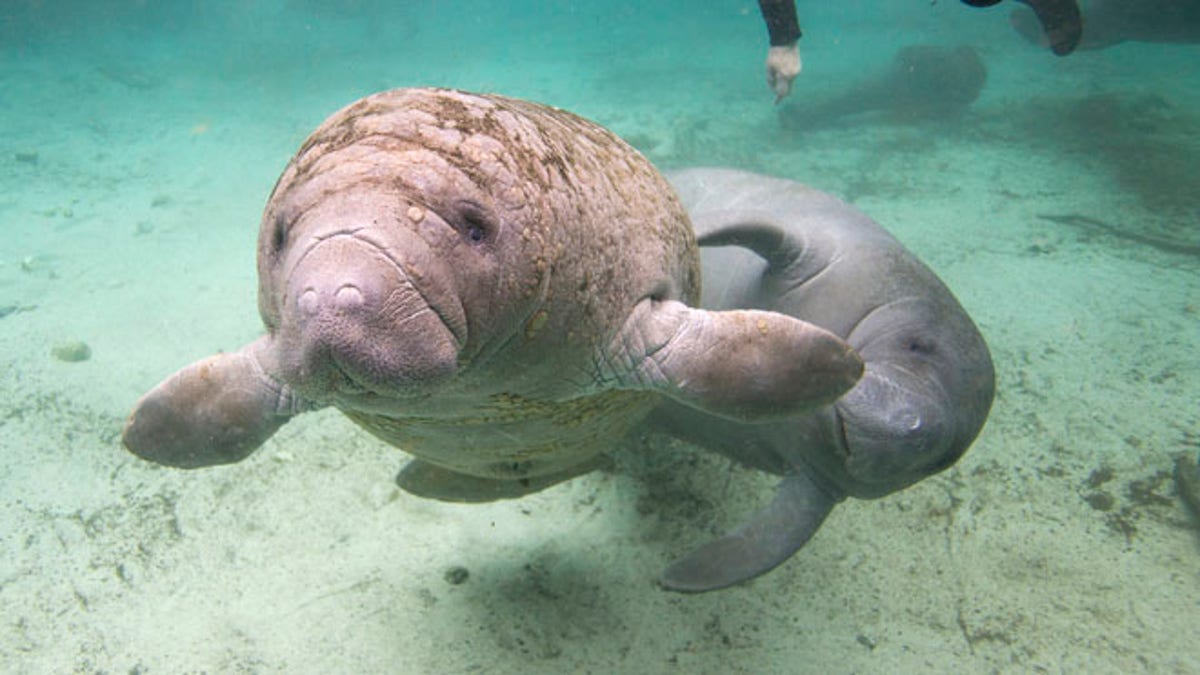 b7f525ed-USA-FLORIDA/MANATEE