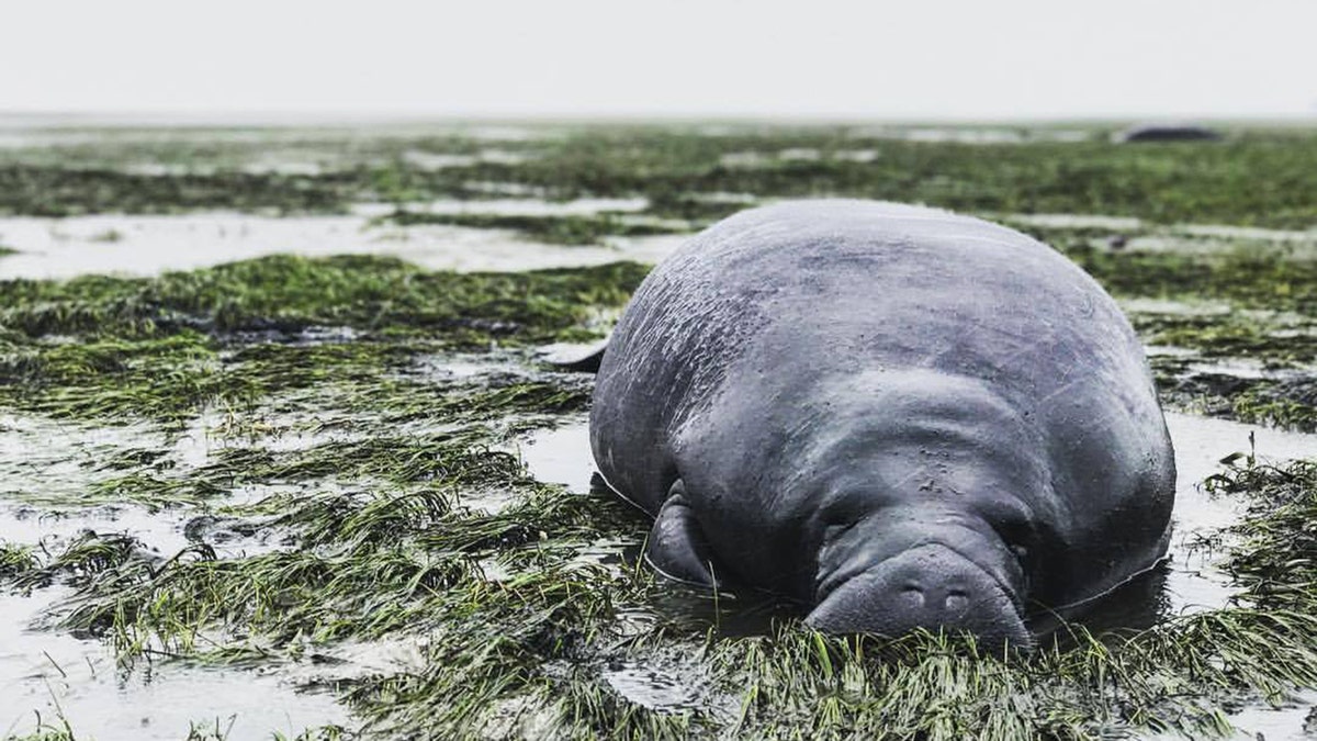 manatee_pic_1