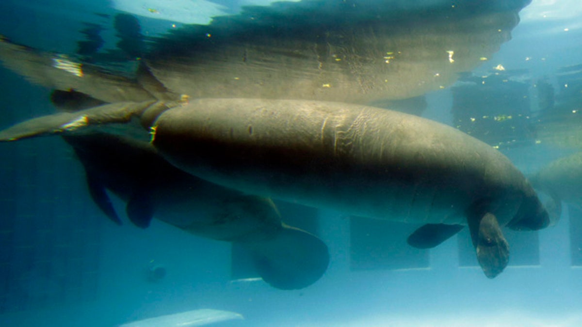 Manatees Endangered Species