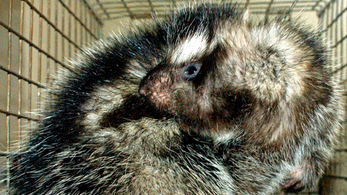 Giant Rat Kills Predators With Poisonous Hair | Fox News