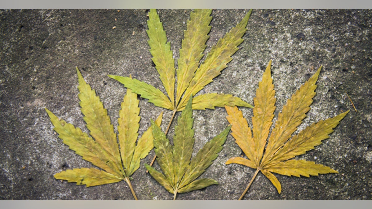 42d72881-Cannabis sativa, indica, marihuana, hemp, ganja, pot, plant, lea