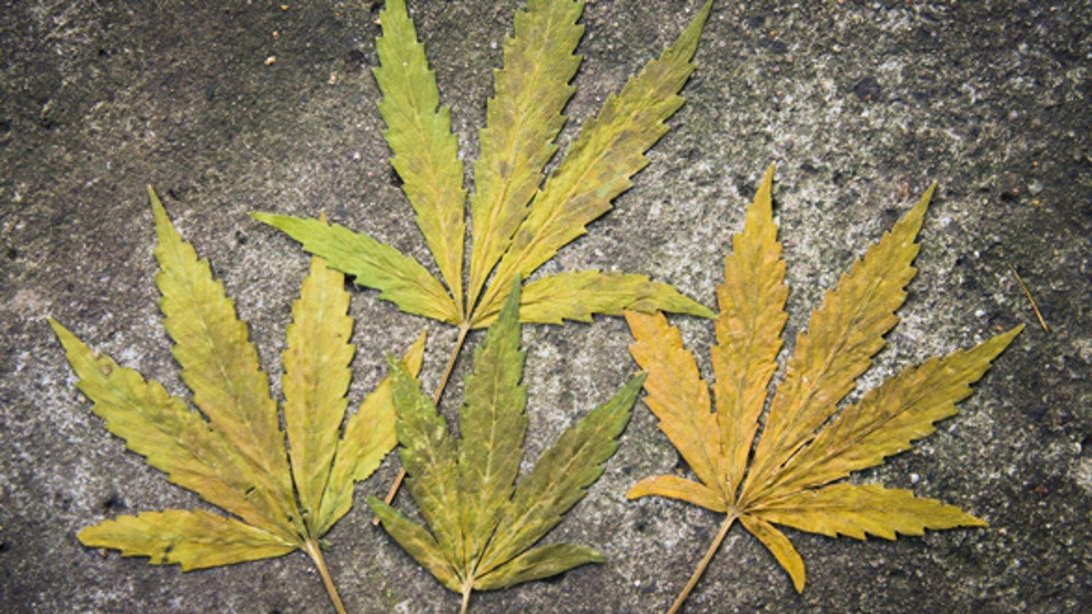 42d72881-Cannabis sativa, indica, marihuana, hemp, ganja, pot, plant, lea
