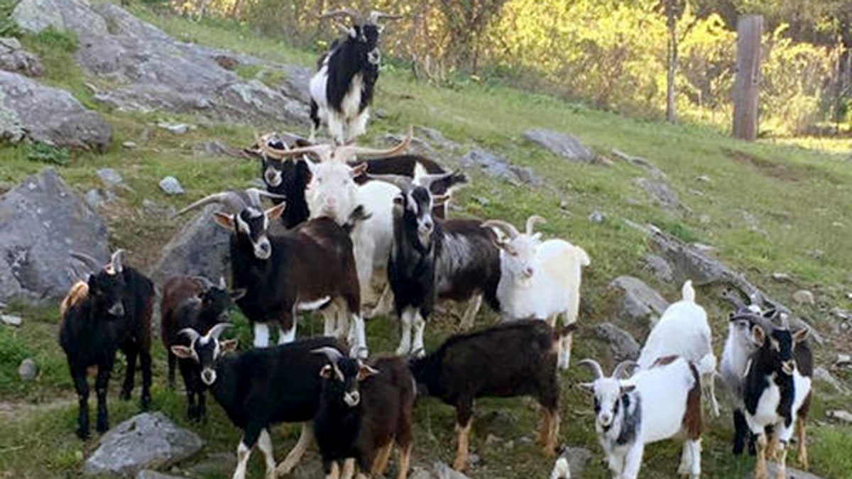 Massachusetts goats