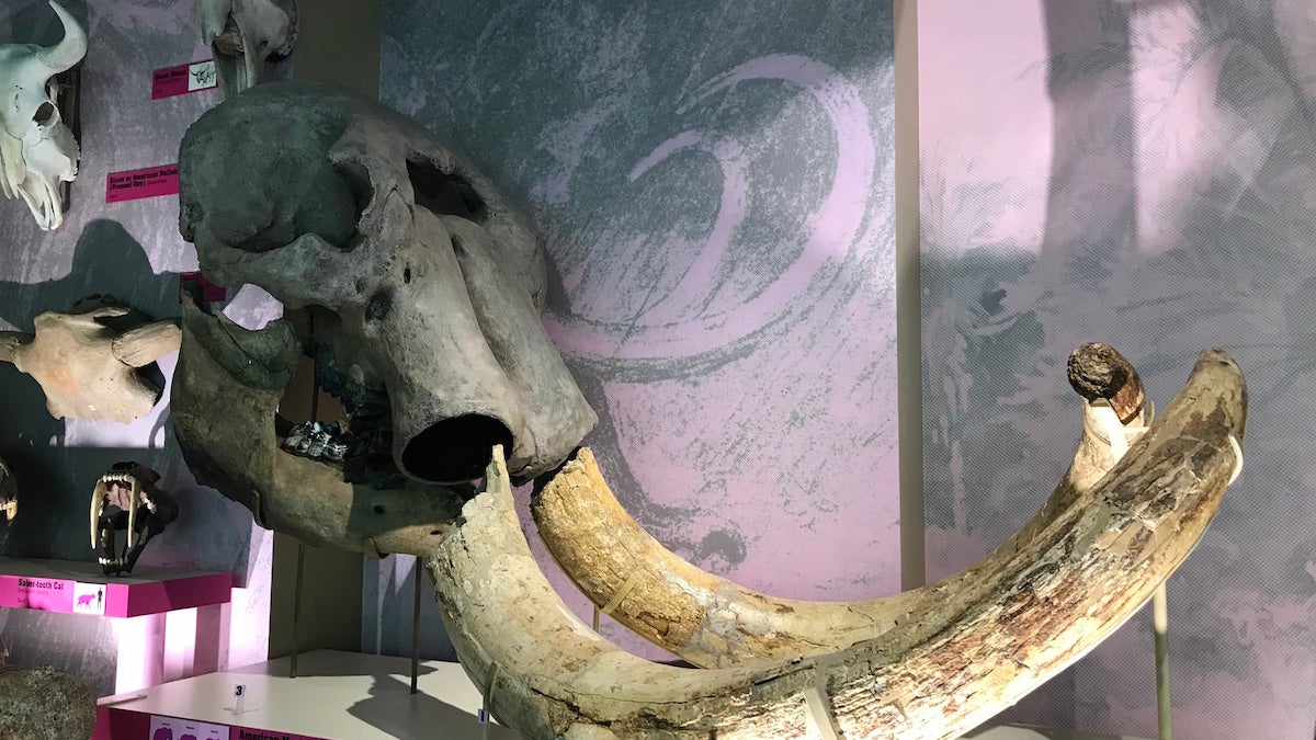 Mastodon Fossil