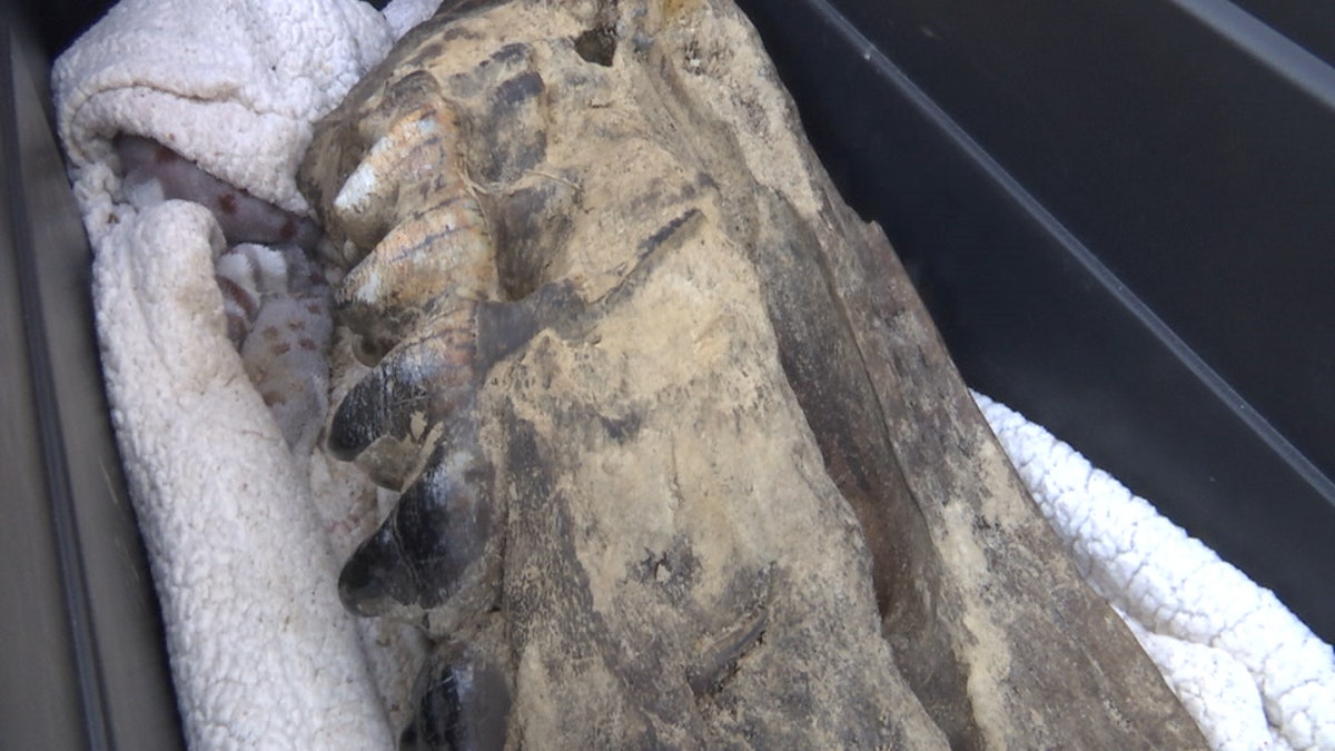 Mastodon Jaw Bone