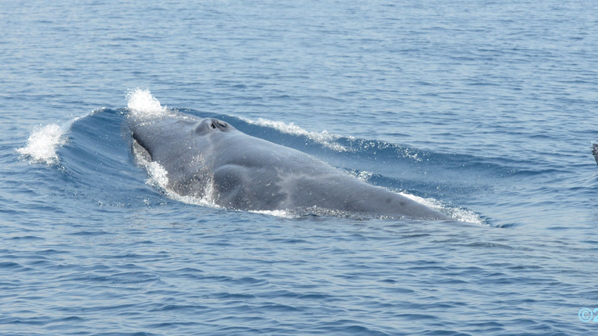 8bfba296-whale