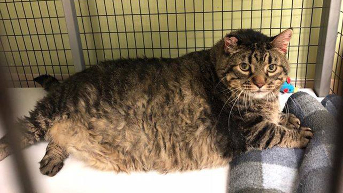 Meatloaf, a 12-year-old, 30-pound cat  adopted by a couple. Photo Kings Harvest Pet Rescue No Kill Shelter