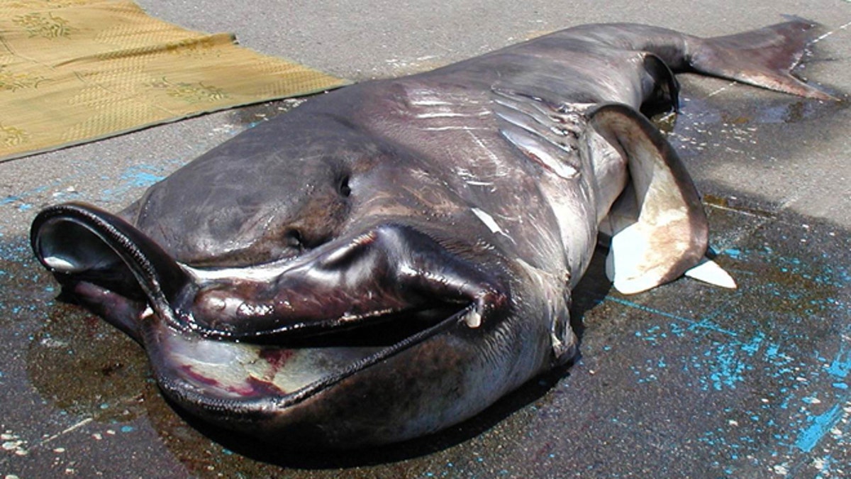 Rare megamouth shark caught off Japan