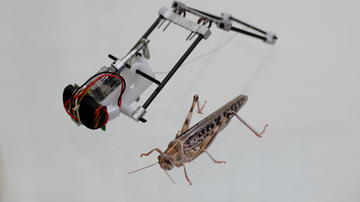 insect robot