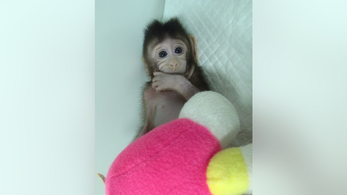 monkey 2