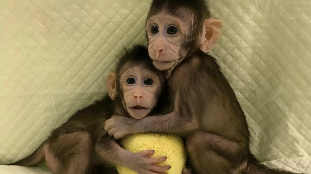 monkey cloned